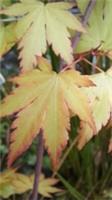 Acer palmatum 'Orange Dream' Japanese Maple Garden Plant Tree