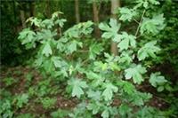 Field Maple (Acer campestre) trees 20-40 cm cell grown