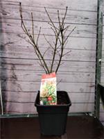 Acer Palmatum Jerre Scwartz Japanese Maple 10 Litre Pot Established Garden Plant