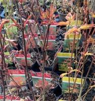 Three Mixed Acer palmatum Varieties (45cm Height) Free Postage UK