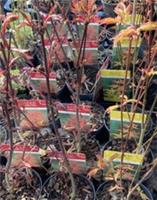 Five Mixed Acer palmatum Varieties (45cm Height) Free Postage UK