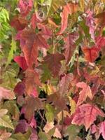 3 X Trident Maple - Acer Buergerianum in 7cm pot potential for bonsai