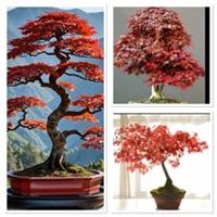 Red Purple Japanese Maple 2 years old bonsai starter. Incredible autumn colour!