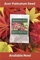 50 X Japanese Maple Acer Tree Seeds