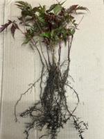 10 X Bareroot Japanese Maple Seedlings Acer Palmatum Bonsai Autumn Colour