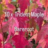 Trident Maple Bareroot Seedlings X 10 Acer Buergerianum Bonsai Autumn Colour