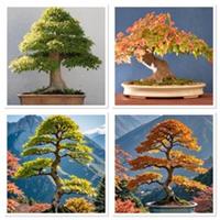 Japanese Trident Maple Bonsai Tree starter sapling. UK hardy! Autumn colour easy