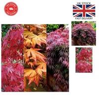 Stunning Acer Collection: 3 Unique Maple Plants in 11cm Pots for Outdoor Bliss