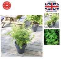 Japanese Maple Acer palmatum 'Going Green' Tree Perfect for Patios and Gardens