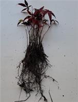 25 X Bareroot Japanese Maple Seedlings Acer Palmatum Bonsai Autumn Colour