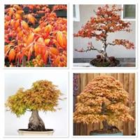 Japanese Maple Katsura 4 years old bonsai starter tree! Hardy, autumn colour!