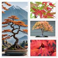 Colour changing phoenix maple starter bonsai 4 years old hardy!