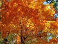 BARGAIN 12 DIFFERENT PACKETS OF THE MOST BEAUTIFUL TREE SEEDS. 300 seeds!