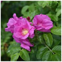 3 Common Wild Rose Hedging 30-50cm Plants,Keep Burglars Out! Rosa rugosa