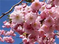 Flowering Cherry / Prunus Accolade 4-5ft, Most Reliable & Prettiest Cherry