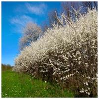5 Blackthorn Hedging 40-60cm, Prunus Spinosa 2ft Sloe Hedge. Flowers & Fruit