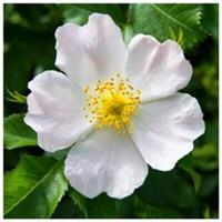 3 White Wild Rose Hedging 30-50cm Plants,Rosa Rugosa Alba, Flowers & Fruit