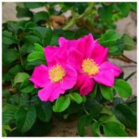 3 Red Wild Rose Hedging 30-50cm Plants,Rosa Rugosa Rubra, Flowers For 6mths