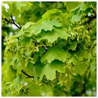 25 Norway Maple Trees, 40-60cm Acer platanoides Hedging,Stunning Autumn Colours
