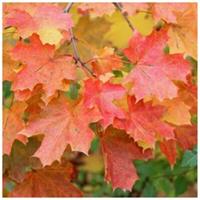100 Norway Maple Trees, 40-60cm Acer platanoides Hedging,Stunning Autumn Colours