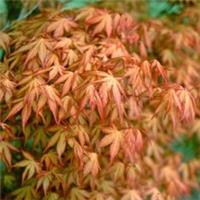 Acer Palmatum Katsura Japanese Maple Tree Seasonal Colour Orange Leaves 3L 40cm