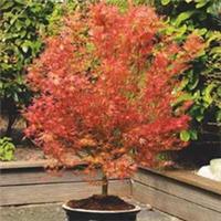 Acer Palmatum Tree Wilsons Pink Dwarf Red Foliage Japanese Maple Shrubs 3L 40cm