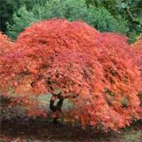 Acer Palmatum Dissectum Cut Leaved Japanese Maple Tree Orange Shady 3L Pot 40cm