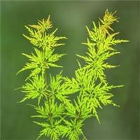 Acer Palmatum Seiryu Shrub Japanese Maple Tree Garden Flowering Foliage Bush 3L