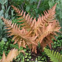 Hardy Ferns Buckler Fern Dryopteris erythrosora, 9cm Pot, Colourful Foliage