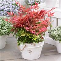 Evergreen Shrubs, Nandina Obsessed, Colourful Foliage Year Round, 2 x 15cm Pots