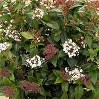 Winter Flowering Shrub, Viburnum Eve Price, RHS Awarded, Supplied in 9cm Pot