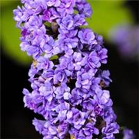 Buddleia Floral Fanfare, 3 x Plants in 9cm Pots, Compact Butterfly Bush, Blooms