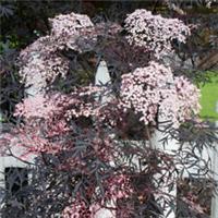 Sambucus Black Lace, Hardy Shrub in 2-3L Pot, Dark Foliage, Pink Flowers