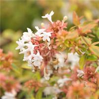 Abelia Kaleidoscope, 2 x 1.5L Pots, Compact, Fragrant, Colour Changing Shrubs