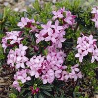 Daphne 'Pink Fragrance', Compact, Evergreen Spring Flowering Shrub, 1 x 13cm Pot