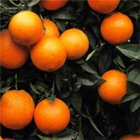 Citrus Tree, Blood Orange, Fragrant Blossoms, Crimson Fruit, 70cm Tall, 4L Pot
