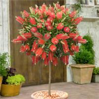 Evergreen Tree, Callistemon Bottlebrush, Standard, Lemon Scent, 80-110cm Tall