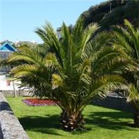 Pair of Palm Trees, Phoenix Canariensis, Tropical Patio Plants, 2 x 14cm Potted