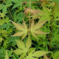 Japanese Maple Tree, Acer Katsura, Colourful Leaves, Award Winning, 1 x 1.5L Pot