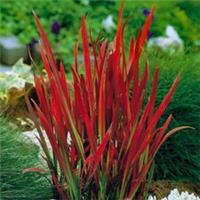 Imperata Red Baron, Ornamental Blood Grass in 9cm Pot, Red Foliage, Hardy