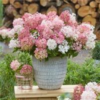 Pack of 3 Hydrangea Groundbreaker Blush Established Plants in 14cm Pots