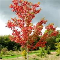 Autumn Blaze Freeman Maple Tree Acer x Freemanii Outdoor Ornamental 12L Pot