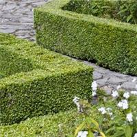 Box Hedging Plants, 12 x 9cm Pots, Evergreen Classic Garden Borders Easy to Grow