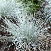Ornamental Grasses, Dwarf Festuca Glauca 'Blue' Plant in 9cm Pot, Drought Hardy