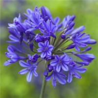 Agapanthus Blue African Lily Bare Root 5 x Hardy Summer Flowering Perennials