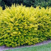 Ligustrum ovalifolium 'Aureum' - Golden Privet