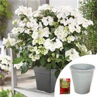 Hydrangea Plant, Runaway Bride, white, 1.5L pot, with planter and fertiliser