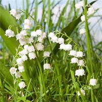 Lily of the Valley Convallaria 10 x Pips, Fragrant White Hardy Spring Flowers