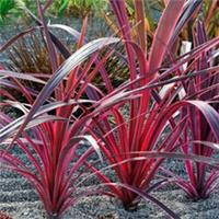 Tropical Plant, Cordyline Pink Passion, Bold Pink Purple Foliage, 9cm Pot, Easy