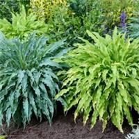 Hosta Collection Set of 2 Established Plants in 12cm Pots